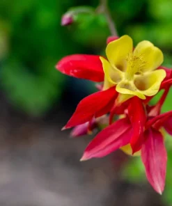 Canadian Columbine Flower Seeds - 100 Wild Aquilegia Canadensis - Image 4