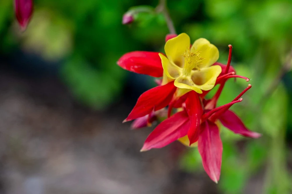 Canadian Columbine Flower Seeds - 100 Wild Aquilegia Canadensis - Image 4