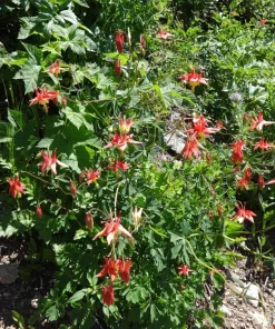 Canadian Columbine Flower Seeds - 100 Wild Aquilegia Canadensis - Image 6