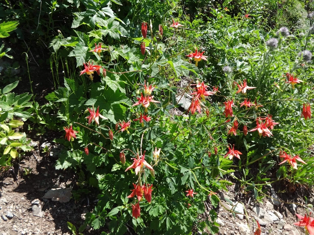 Canadian Columbine Flower Seeds - 100 Wild Aquilegia Canadensis - Image 6