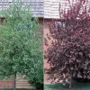 Canadian Red Choke Cherry Tree Live Plant 3 inch pot, 2-12 inches tall, Outdoor - Image 1