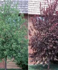 Canadian Red Choke Cherry Tree Live Plant 3 inch pot, 2-12 inches tall, Outdoor - Image 1