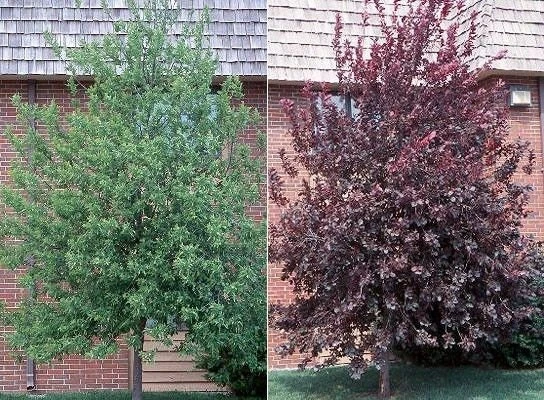 Canadian Red Choke Cherry Tree Live Plant 3 inch pot, 2-12 inches tall, Outdoor - Image 1