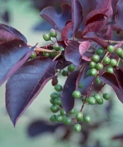 Canadian Red Choke Cherry Tree Live Plant 3 inch pot, 2-12 inches tall, Outdoor - Image 2