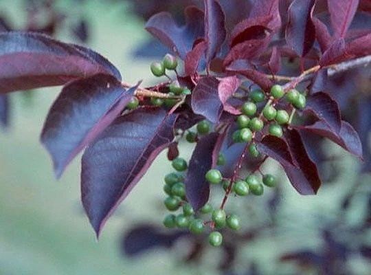 Canadian Red Choke Cherry Tree Live Plant 3 inch pot, 2-12 inches tall, Outdoor - Image 2
