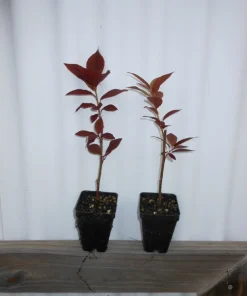 Canadian Red Choke Cherry Tree Live Plant 3 inch pot, 2-12 inches tall, Outdoor - Image 3