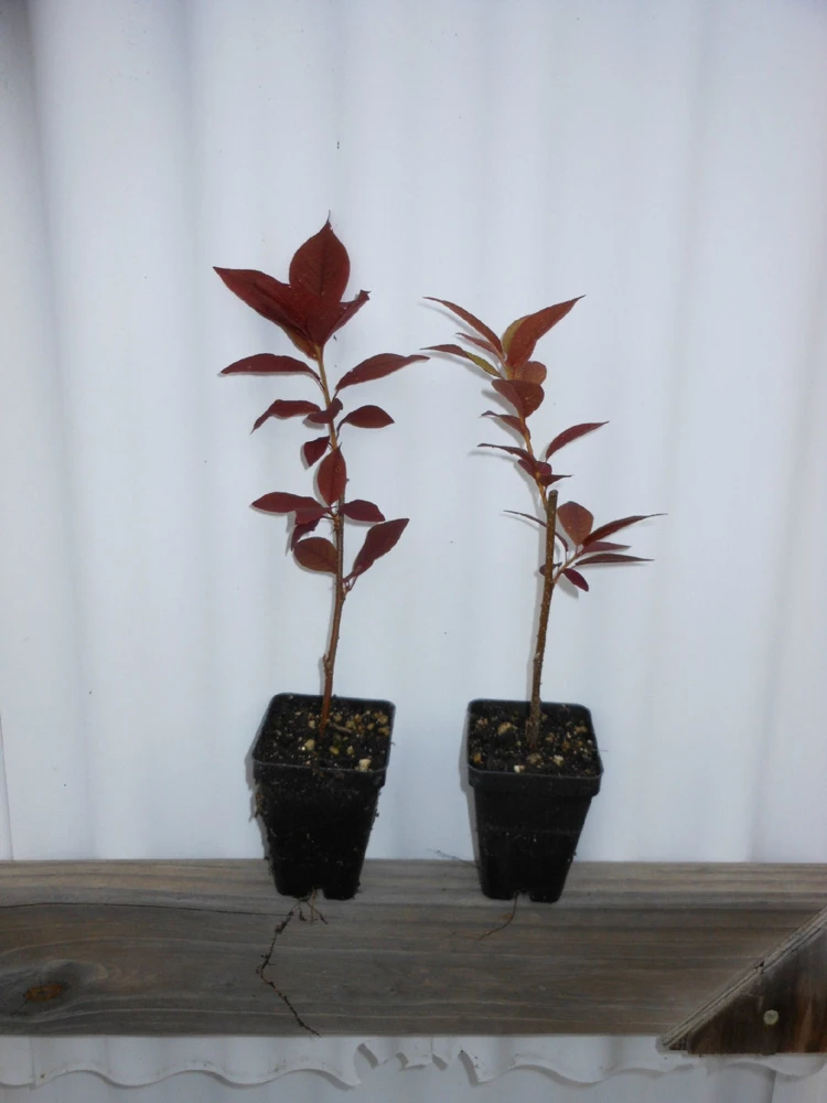 Canadian Red Choke Cherry Tree Live Plant 3 inch pot, 2-12 inches tall, Outdoor - Image 3