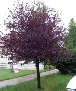 Canadian Red Choke Cherry Tree Live Plant 3 inch pot, 2-12 inches tall, Outdoor - Image 4