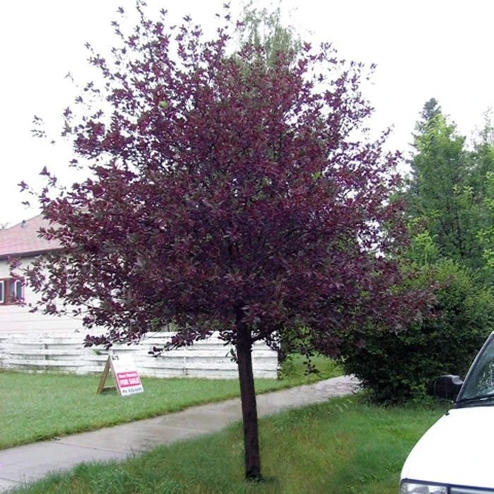 Canadian Red Choke Cherry Tree Live Plant 3 inch pot, 2-12 inches tall, Outdoor - Image 4
