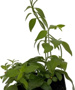 Candy Corn Vine Live Plant - Cuphea manettia luteorubra - 4.5" Pot - Image 2