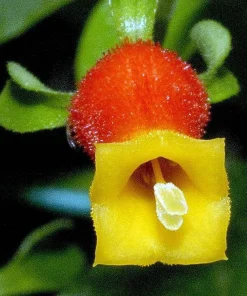 Candy Corn Vine Live Plant - Cuphea manettia luteorubra - 4.5