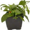 Candy Corn Vine Live Plant - Cuphea manettia luteorubra - 4.5" Pot - Image 1