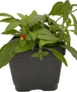 Candy Corn Vine Live Plant - Cuphea manettia luteorubra - 4.5