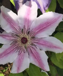 Candy Stripe Clematis Vine Live Plant - Two-Toned Lavender & Pink Blooms - 2.5" Pot - Image 2
