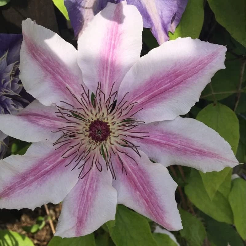 Candy Stripe Clematis Vine Live Plant - Two-Toned Lavender & Pink Blooms - 2.5" Pot - Image 2