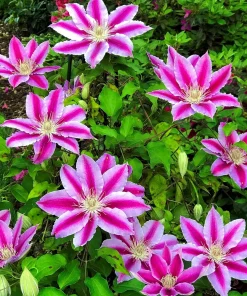 Candy Stripe Clematis Vine Live Plant - Two-Toned Lavender & Pink Blooms - 2.5