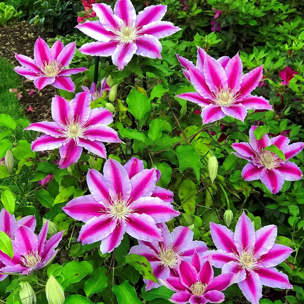 Candy Stripe Clematis Vine Live Plant - Two-Toned Lavender & Pink Blooms - 2.5" Pot - Image 3