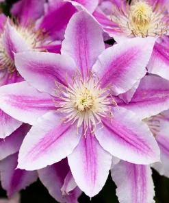 Candy Stripe Clematis Vine Live Plant - Two-Toned Lavender & Pink Blooms - 2.5