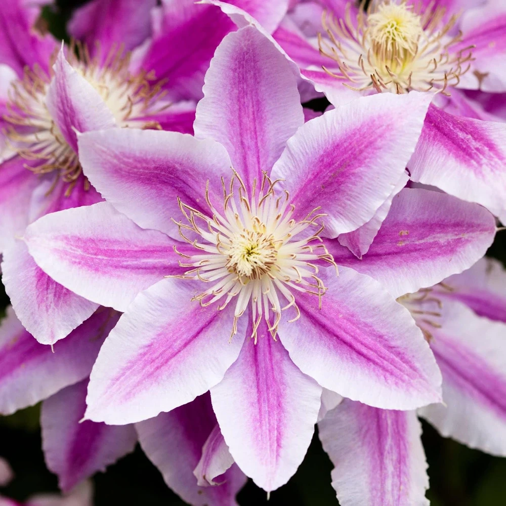 Candy Stripe Clematis Vine Live Plant - Two-Toned Lavender & Pink Blooms - 2.5" Pot - Image 1