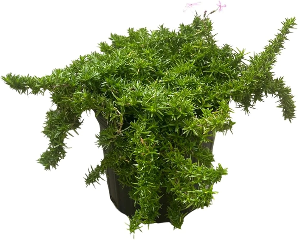 Candy Stripe Creeping Phlox Perennial Live Plant - Gallon Pot - Image 2