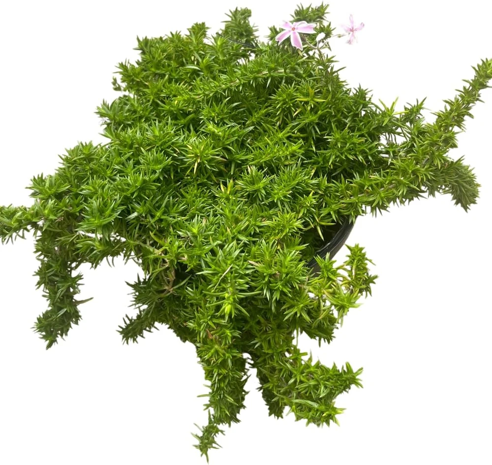 Candy Stripe Creeping Phlox Perennial Live Plant - Gallon Pot - Image 3