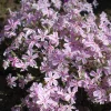 Candy Stripe Creeping Phlox Perennial Live Plant - Gallon Pot - Image 1