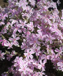 Candy Stripe Creeping Phlox Perennial Live Plant - Gallon Pot - Image 1