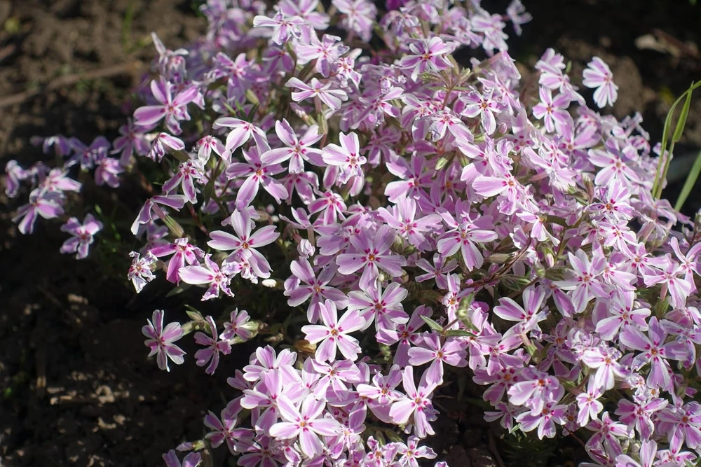 Candy Stripe Creeping Phlox Perennial Live Plant - Gallon Pot - Image 1