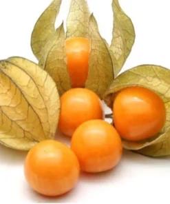 Cape Gooseberry Live Plant – 2-Pack in 4 inch Pots – Edible Fruit - Image 2