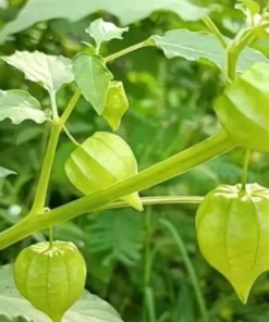 Cape Gooseberry Live Plant – 2-Pack in 4 inch Pots – Edible Fruit - Image 3