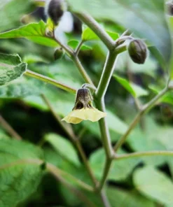 Cape Gooseberry Live Plant – 2-Pack in 4 inch Pots – Edible Fruit - Image 4