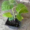 Cape Gooseberry Live Plant – 2-Pack in 4 inch Pots – Edible Fruit - Image 1