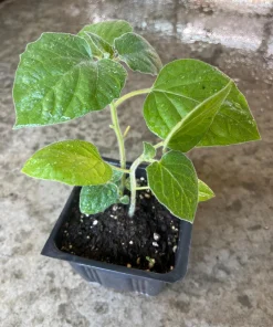 Cape Gooseberry Live Plant – 2-Pack in 4 inch Pots – Edible Fruit - Image 1