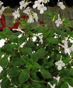 Cape Primrose Live Plant - Streptocarpella - 6" Hanging Basket - Indoor/Outdoor Shade - Image 2