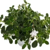 Cape Primrose Live Plant - Streptocarpella - 6" Hanging Basket - Indoor/Outdoor Shade - Image 1