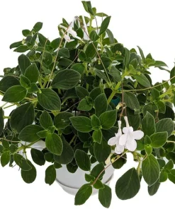 Cape Primrose Live Plant - Streptocarpella - 6