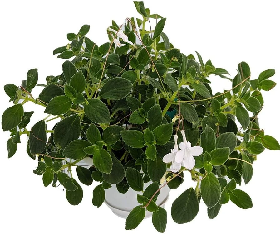 Cape Primrose Live Plant - Streptocarpella - 6" Hanging Basket - Indoor/Outdoor Shade - Image 1