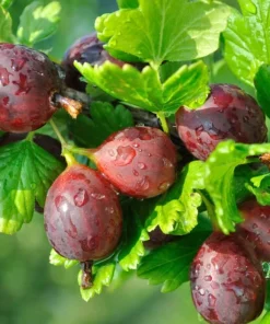 Captivator Gooseberry Shrub - Live Plant, 6-12