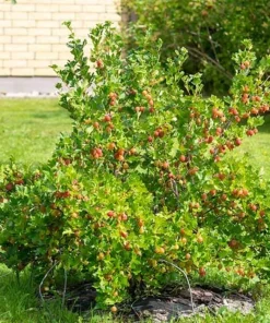 Captivator Gooseberry Shrub - Live Plant, 6-12