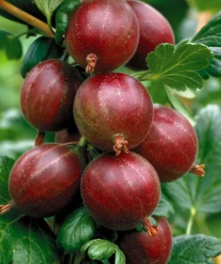 Captivator Gooseberry Shrub - Live Plant, 6-12