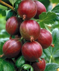 Captivator Red Gooseberry Bush Live Plant - 2.5" Pot - Hardy Fruit Shrub - Image 2