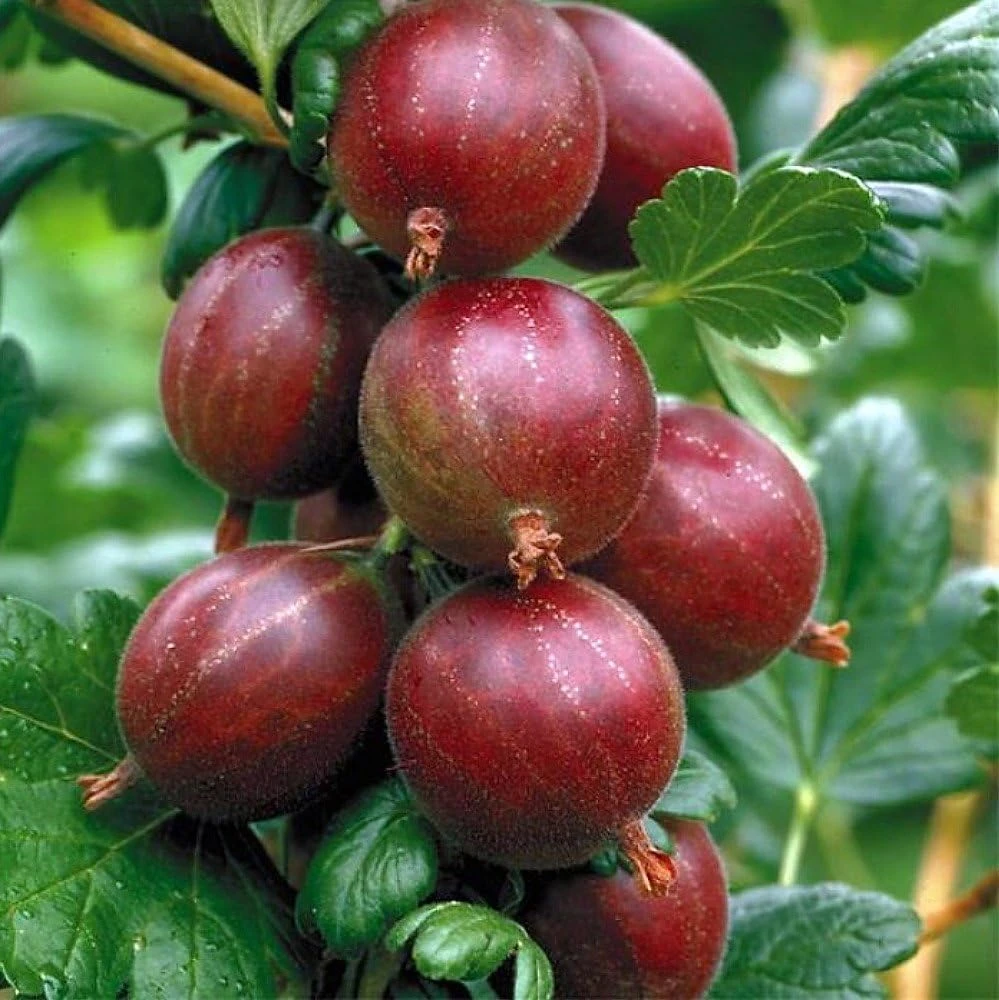 Captivator Red Gooseberry Bush Live Plant - 2.5" Pot - Hardy Fruit Shrub - Image 1