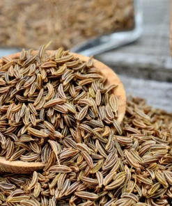 Caraway Seeds – 400 Count – Carum Carvi Herb Flower Seeds for Culinary & Garden - Image 1