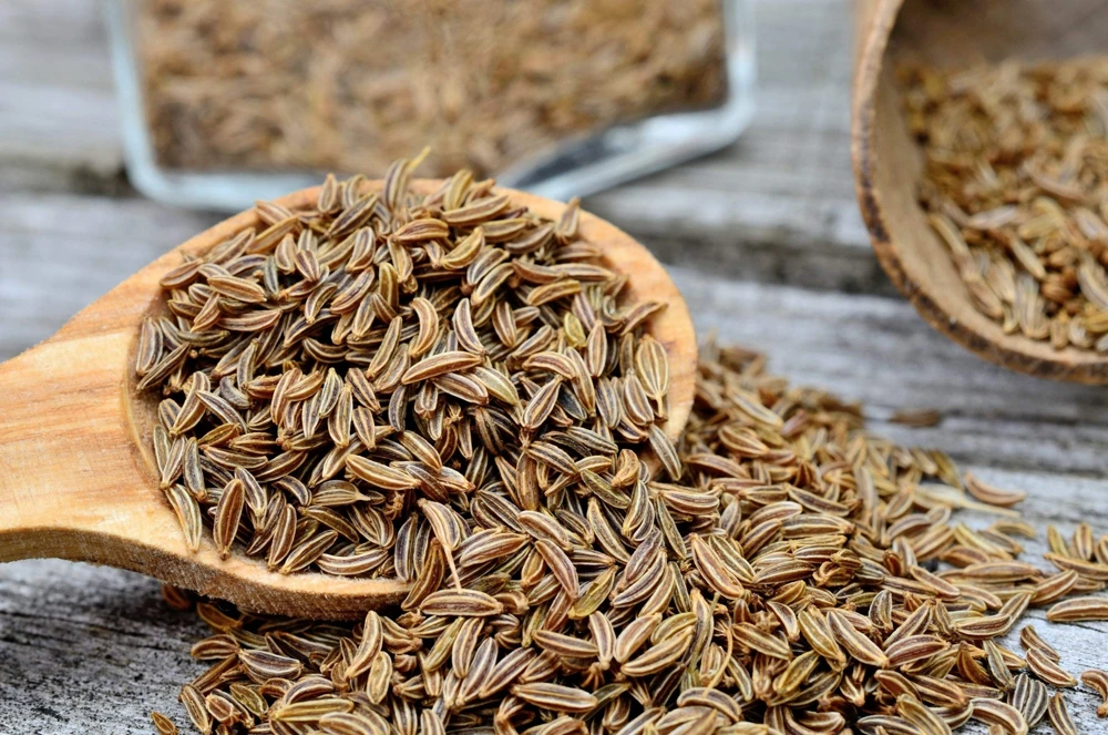 Caraway Seeds – 400 Count – Carum Carvi Herb Flower Seeds for Culinary & Garden - Image 1