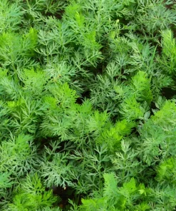 Caraway Seeds – 400 Count – Carum Carvi Herb Flower Seeds for Culinary & Garden - Image 2