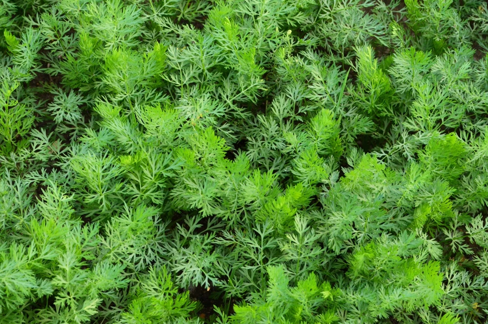 Caraway Seeds – 400 Count – Carum Carvi Herb Flower Seeds for Culinary & Garden - Image 2