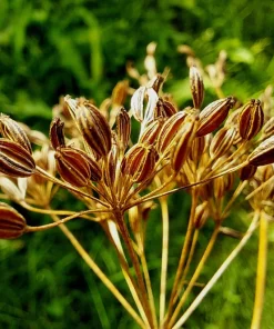Caraway Seeds – 400 Count – Carum Carvi Herb Flower Seeds for Culinary & Garden - Image 3