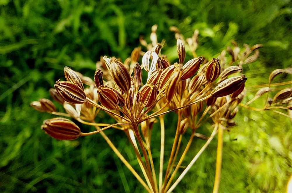 Caraway Seeds – 400 Count – Carum Carvi Herb Flower Seeds for Culinary & Garden - Image 3