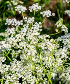 Caraway Seeds – 400 Count – Carum Carvi Herb Flower Seeds for Culinary & Garden - Image 4