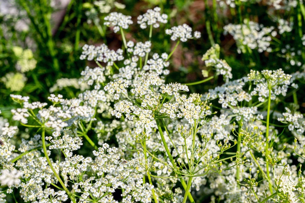 Caraway Seeds – 400 Count – Carum Carvi Herb Flower Seeds for Culinary & Garden - Image 4